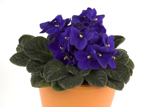 An African violet in a pot