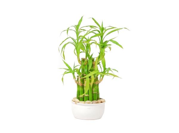 A small white planter filled with bamboo.