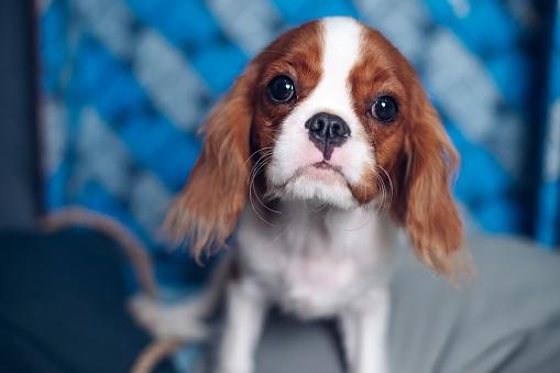 A Cavelier King Charles Spaniel with a blue background.