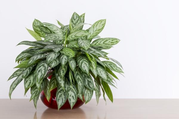 A full Chinese Evergreen plant in a pot.