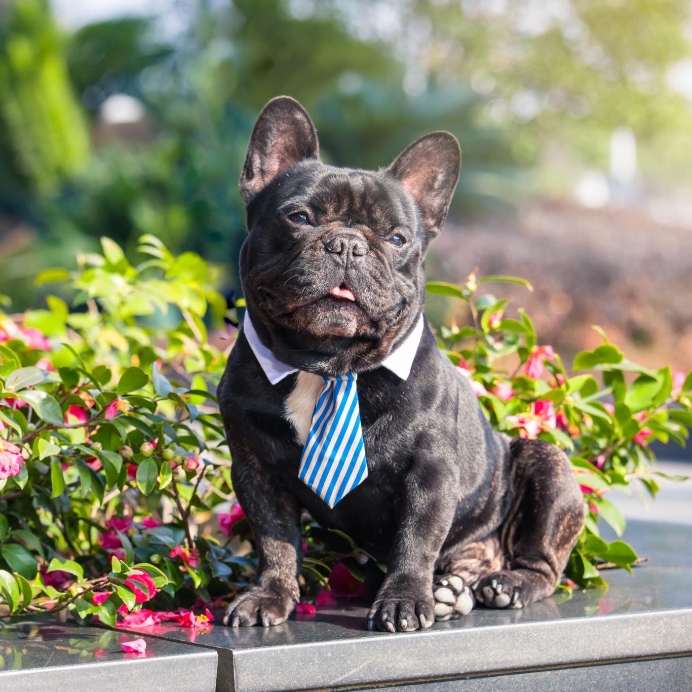 French bulldog wearing a tie sits on the edge of an outdoor planter.