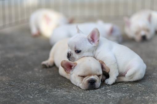 French bulldog puppies taking a nap