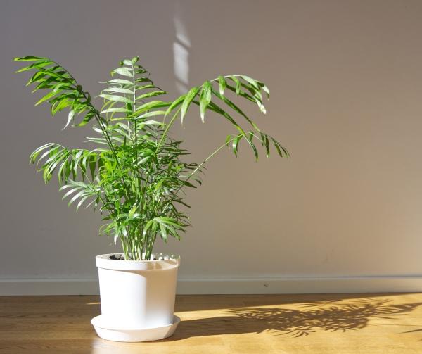 White planter containing a parlor palm.