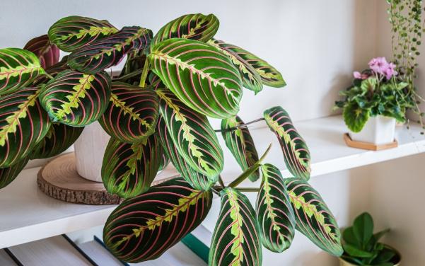 The lush foliage of the Prayer Plant.