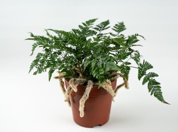 Rabbit Foot Fern in a clay pot with a ribbon around it.
