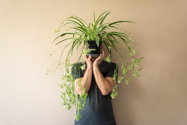 Person holding a spider plant in front of them.