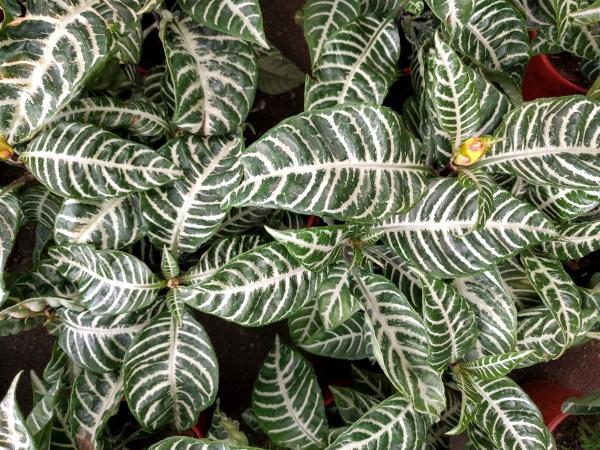 Cheerful leaves of the Zebra Plant