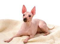 An American Hairless Terrier sitting on a blanket