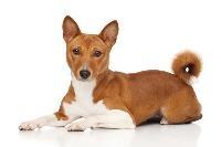 A basenji sitting on a white surface.