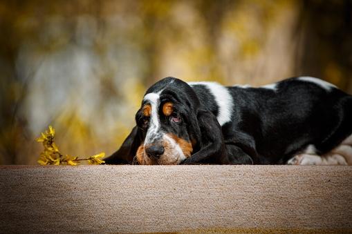 A basset hound napping