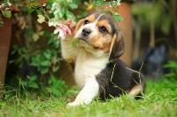 A beagle puppy sitting on the grass next to a plant.