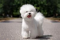 A cute Bichon Frise walking outside