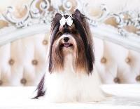 A Biewer Terrier wearing a bow sits on a plush chair.