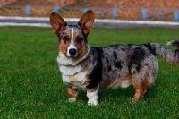 A Cardigan Welsh Corgi standing on grass