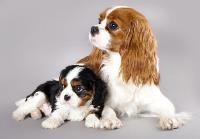 Two Cavelier King Charles Spaniel puppies sitting together.