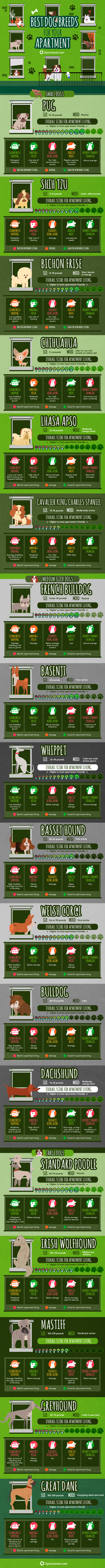 Graphic showing dog breeds and how adaptable they are to apartment living.