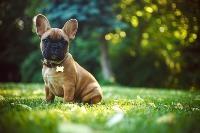 A French bulldog puppy with very large ears sitting on the grass.