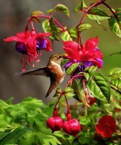 Hummingbird next to the bright bloom of a Fuschia. 