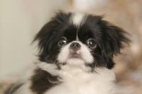 Close-up of a Japanese Chin