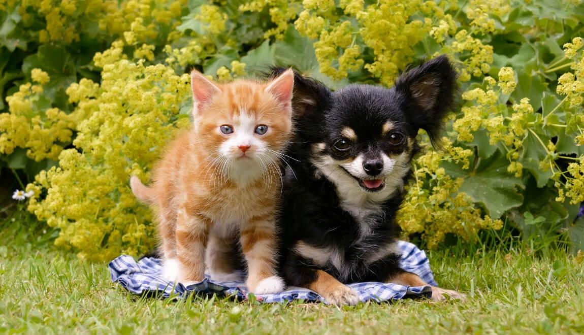 Kitten and puppy ready to play outside