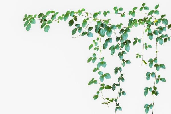 The delicate leaves of the Lace Flower vine.