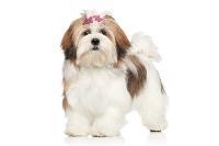 A cute Lhasa Apso wearing a pink bow.