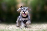 A miniature schnauzer running toward the camera.