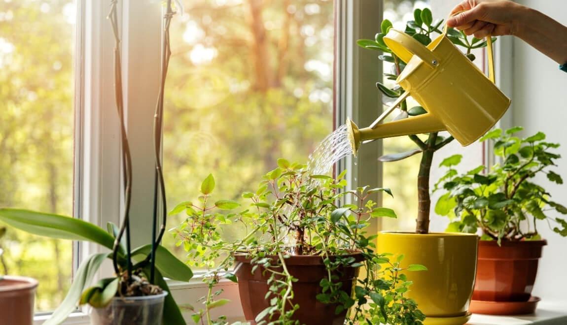 a yellow watering pale over sunlit plants