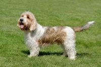 Petit Basset Griffon Vendeen puppy standing in the grass.