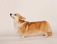 Side view of a Pembroke Welsh Corgi