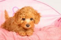 A tan poodle sitting on a pink blanket