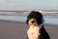 A Portuguese water dog sitting on the beach.