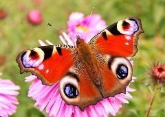 A pretty red butterfly sitting on a pink flower.
