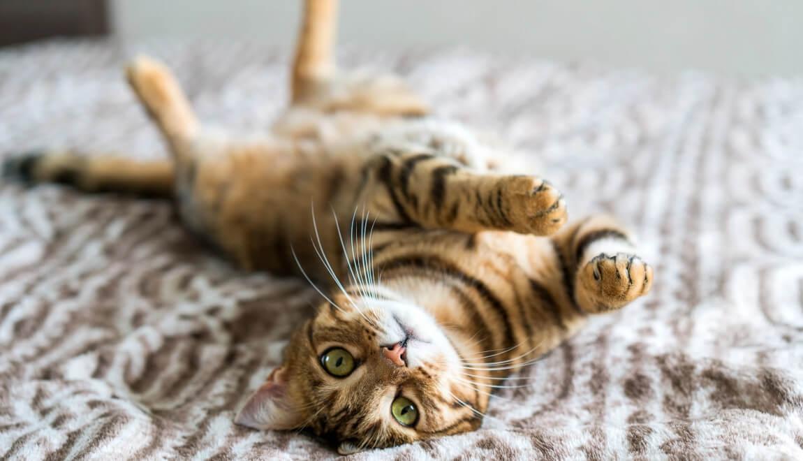 A cute cat lying paws-up on a blanket.