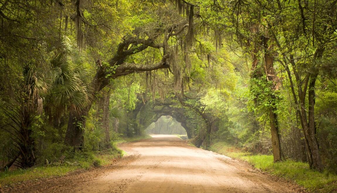 Moss-covered oak trees form a canopy along a lane in Edisto Island, South Carolina.