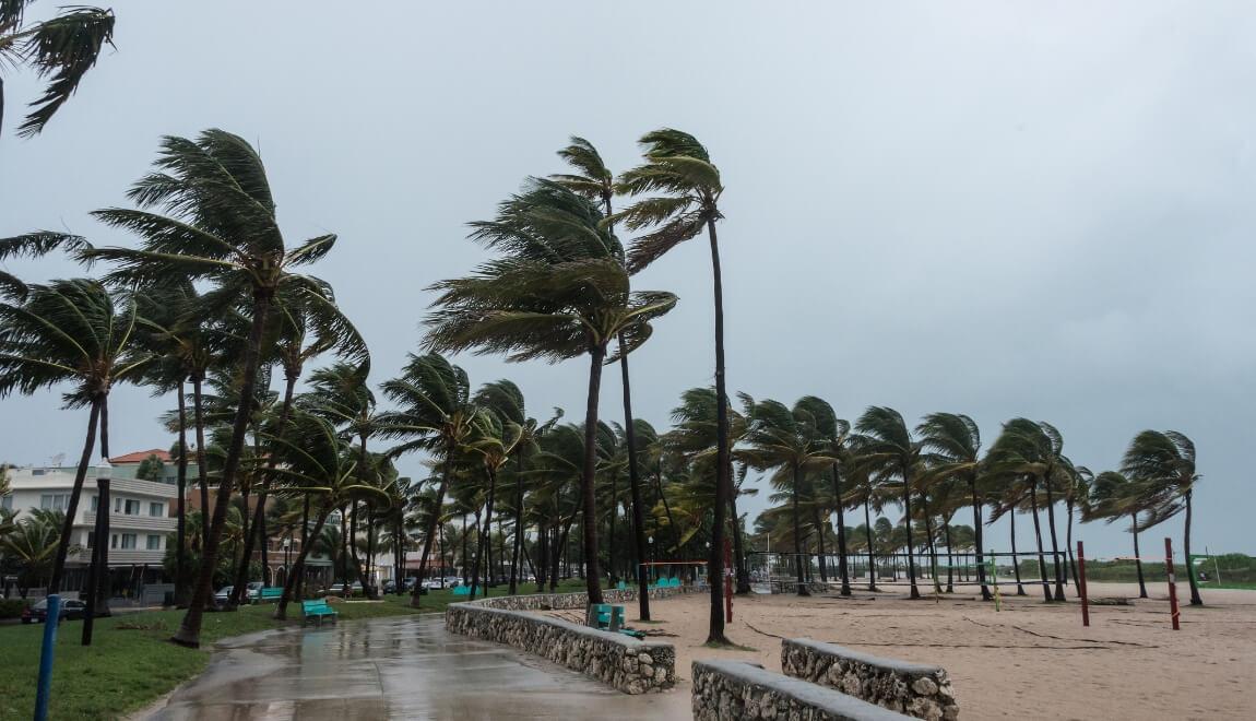Palm trees being blown by strong winds during a storm in Miami, Florida.