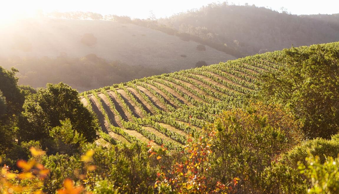 The rolling hills of a Napa Valley vineyard in California.