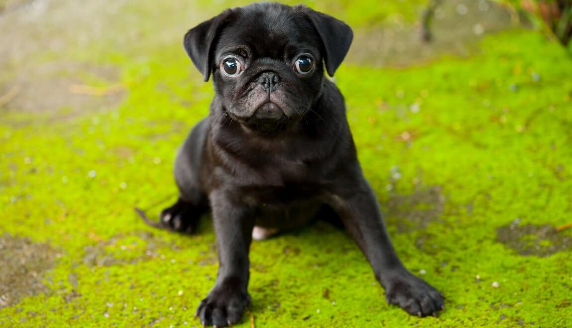 A black pug puppy sitting on green grass.