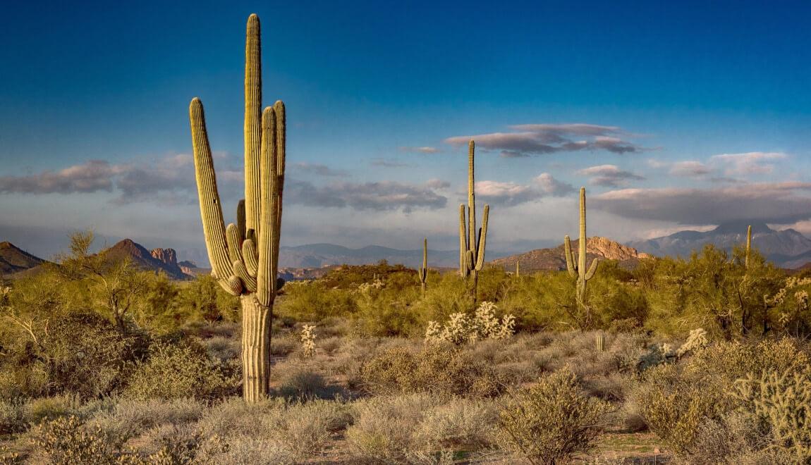The Superstition Mountains form a backdrop for the desert in Phoenix, Arizona. 