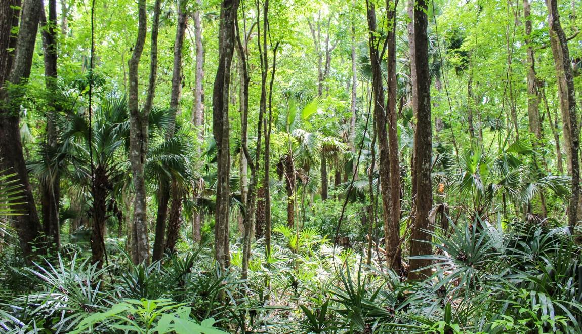 A dense tropical forest near Orlando, Florida.