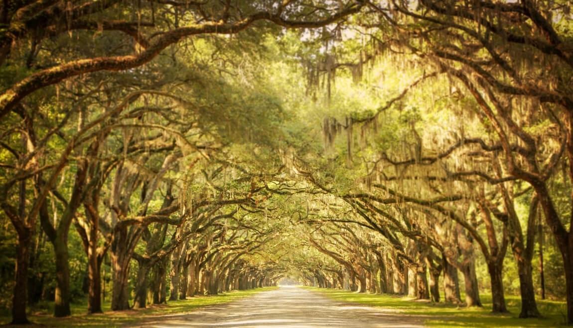 Canopy of moss-covered oak trees line the road to Wormsloe Historic Site in Savannah, Georgia.