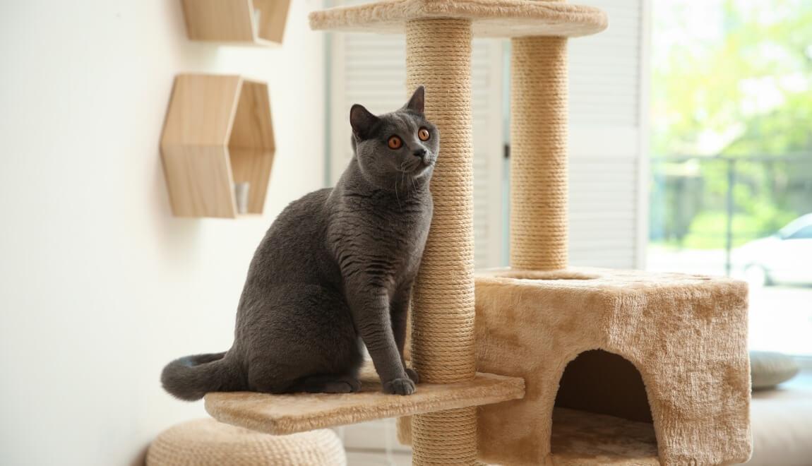 A cat sits on a cat tree near a window.