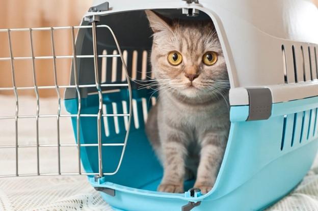 A cute kitten peeking out of a cat carrier.