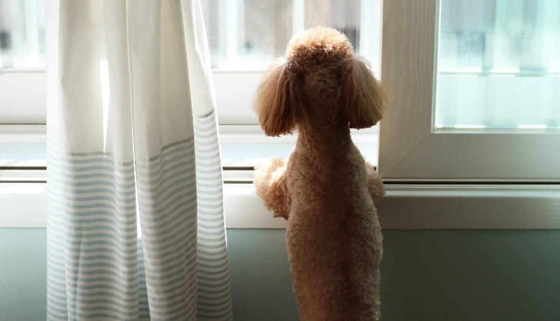 A poodle looking out the window of an apartment.
