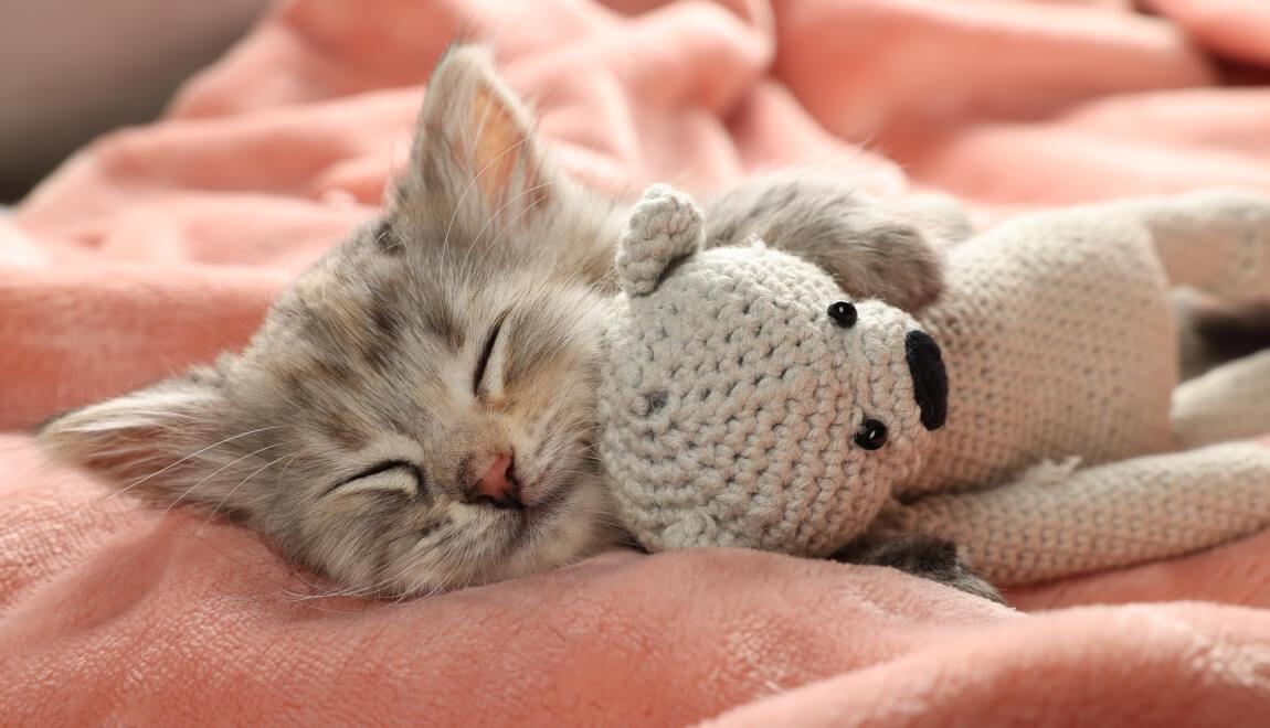 A kitten asleep on a pink blanket, holding a small stuffed bear. 