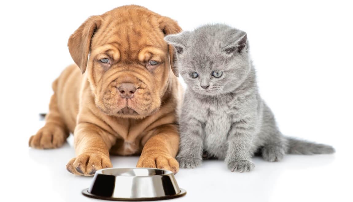 Hungry puppy and kitten stare at an empty bowl. 