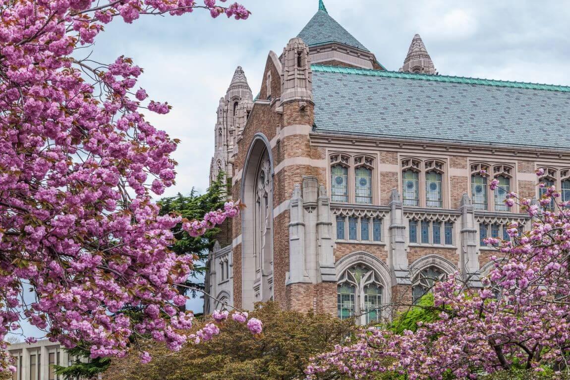University of Washington shot behind a blooming cherry tree