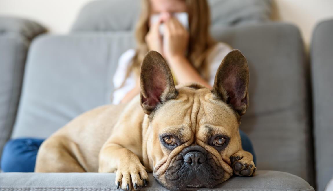 Cute close-up of a dog with owner sneezing in the background.