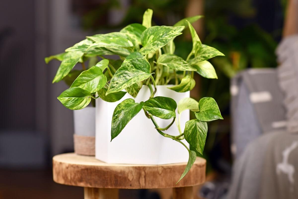 A small pothos plant sits on a stool under flourescent lighting.