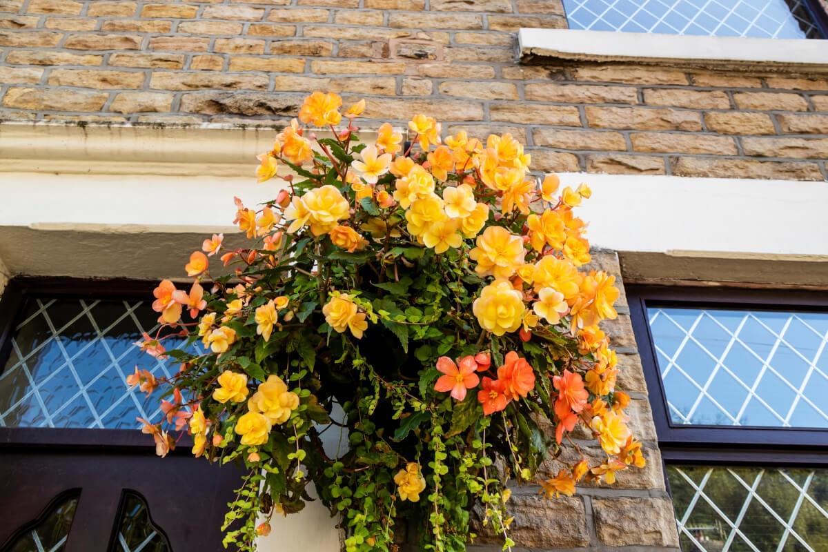 Yellow trailing begonias hang outside in a basket between windows.